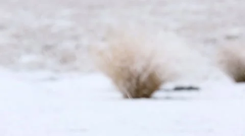 Snowing in field focus pull Stock Footage 52359018