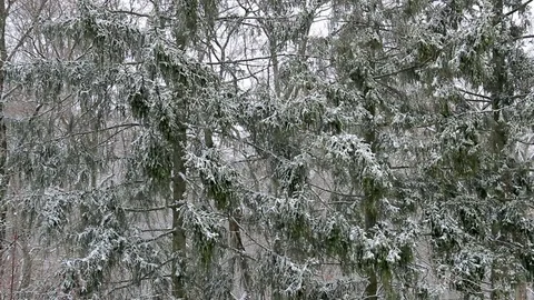 Snowing In a Fir-Tree Forest Stock Footage 72510389