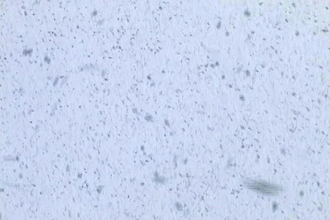 Snowing Stock Footage 142737