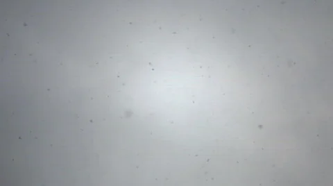 Snowing Stock Footage 647629