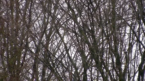 Snowing Video stock 7051744