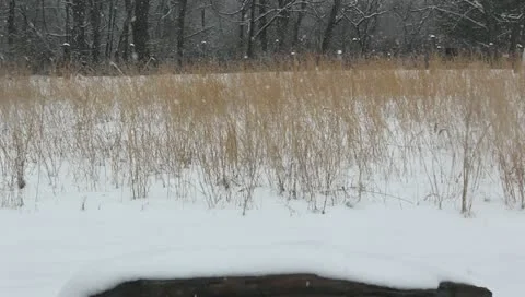 Snowing Stock Footage 10810258