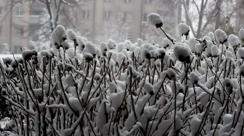 Snowing. Stock-Footage 34508087