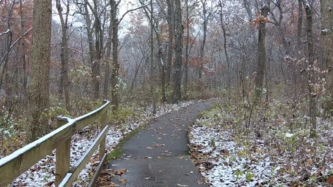 Snowing Stock Footage 98068056