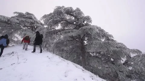 Snowing Stock Footage 172444149