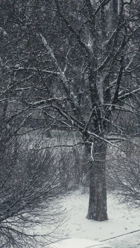 Snowing Video stock 231998140