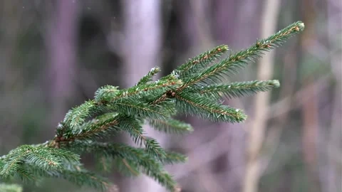 Snowing Stock Footage 300987544