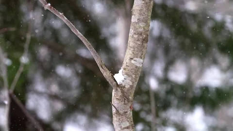 Snowing Stock Footage 302273096