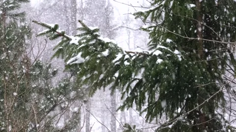 Snowing Stock Footage 302273422