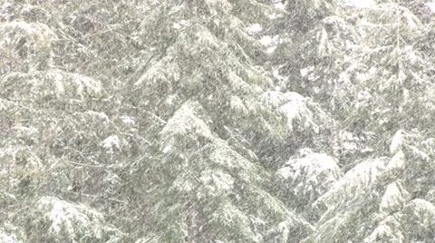Snowing Forest 30 seconds Stock Footage 36712337