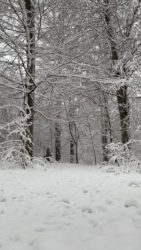 Snowing in the forest calmness landscape Stock Footage 228861922