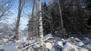 Snowing in the Forest Clear with Blue Skies Stock Footage