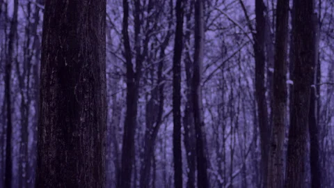 Snowing in the forest during twilight 4K. High quality audio. Stock Footage 147900058
