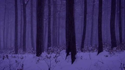 Snowing in the forest during twilight. 4K. High quality audio of falling snow Stock Footage 155212513