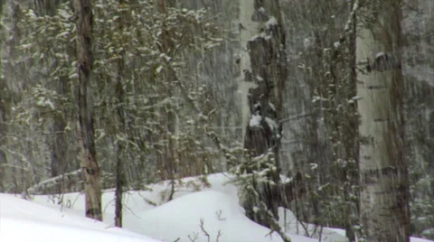 Snowing Forest Floor 動画素材 34425927