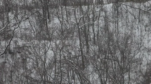 Snowing in the forest Stock Footage