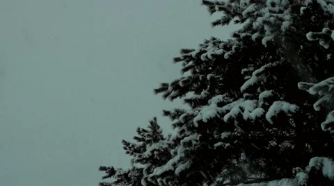 Snowing in forest Stock-Footage 21254877
