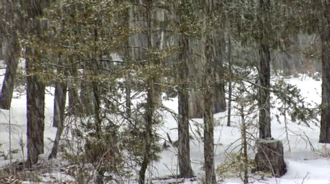 Snowing Forest 動画素材 34430444
