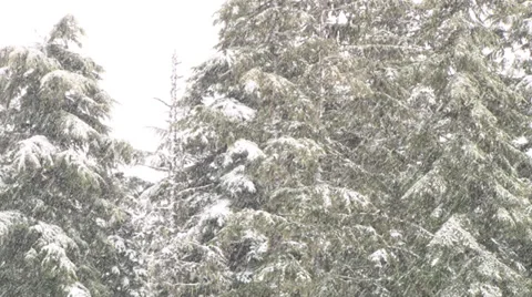 Snowing in Forest Stock Footage 36709694