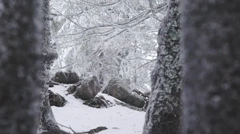 Snowing in the forest Stock Footage 58933915