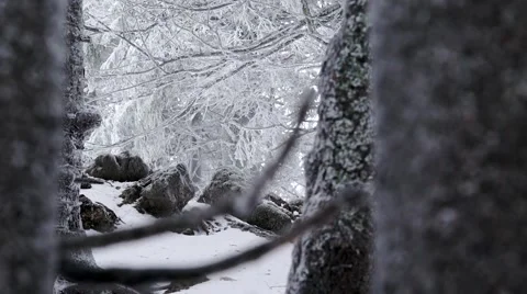 Snowing in the forest Stock Footage 58934218