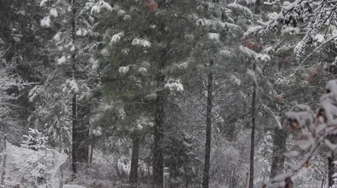 Snowing in the forest Stock Footage 60612635