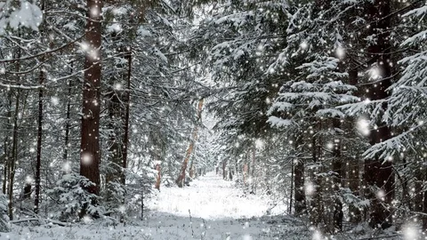 Snowing in the forest 動画素材 70943462