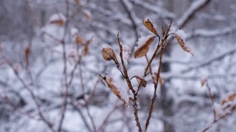 Snowing in the forest Stock Footage 71475294