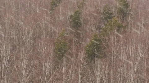 Snowing in the forest Stock Footage 81788902