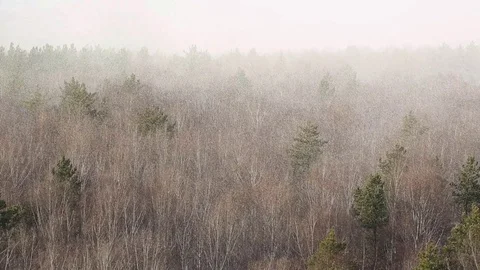 Snowing in the forest 库存影片 81809635