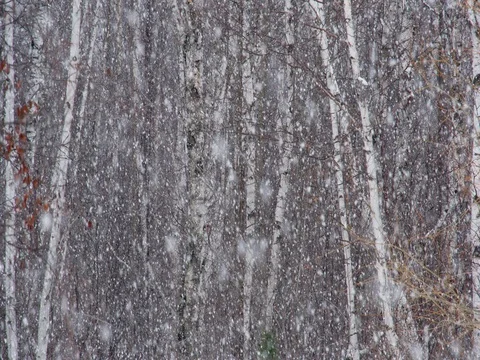 Snowing in the Forest 動画素材 83360021