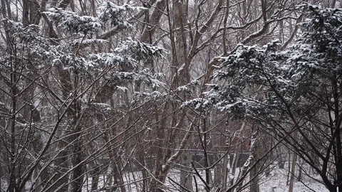 Snowing in a Forest Stock Footage 84875844