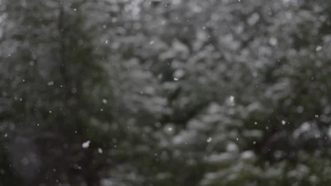 Snowing in forest Video stock 91014701