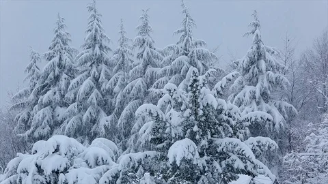 Snowing forest Stock Footage 103641503