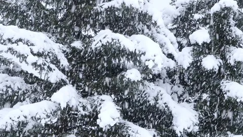 Snowing in the forest Stock Footage 124275216