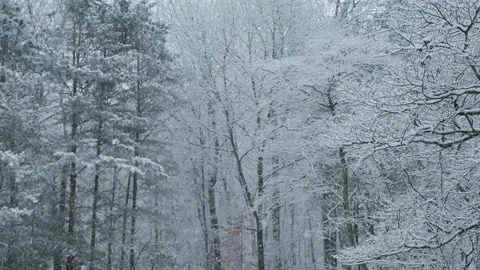Snowing in the forest Stock Footage 147676030