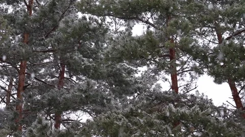 Snowing in the forest Stock-Footage 233162105
