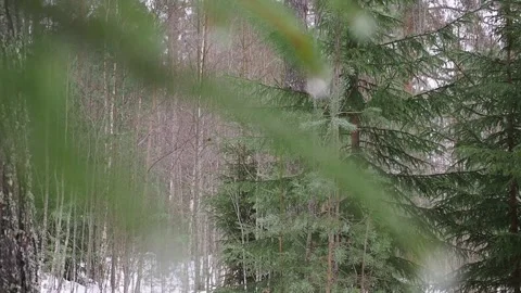 Snowing in forest Stock-Footage 263290191