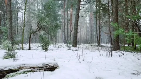 Snowing In The Forest Stock Footage 282831357