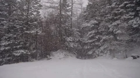 Snowing in the forest in Japan Video stock 137524406