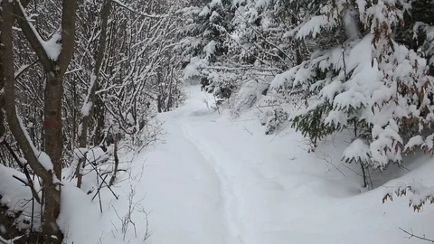 Snowing in a forest path in winter Stock Footage 86448509