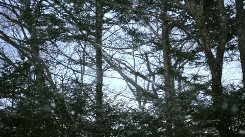 Snowing in a Forest (Slow Motion) Stock-Footage 85374062