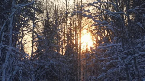 Snowing forest sunset Stock Footage 1052259