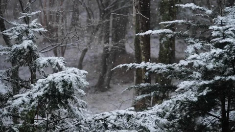 Snowing in a Forest (Super Slow Motion) Stock Footage 120903925