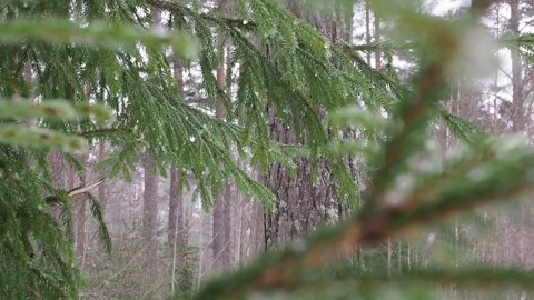 Snowing in a forest in Sweden Stock Footage 263339149