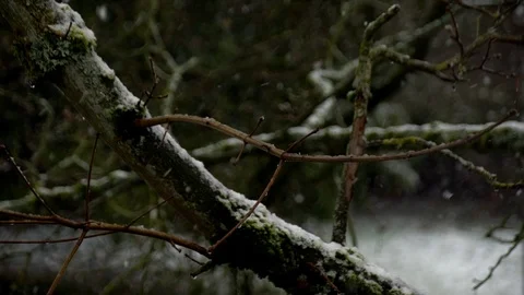 Snowing Forest Tree Branch Shift Focus Stock Footage 126308187