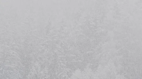 Snowing on the forest tree.  Video stock 85250701