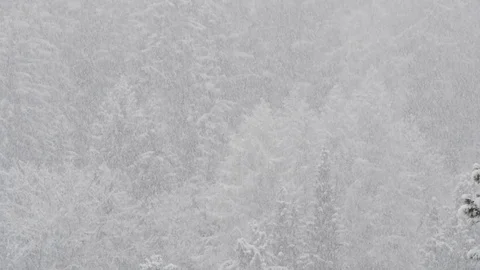 Snowing on the forest tree. Video stock 85436003