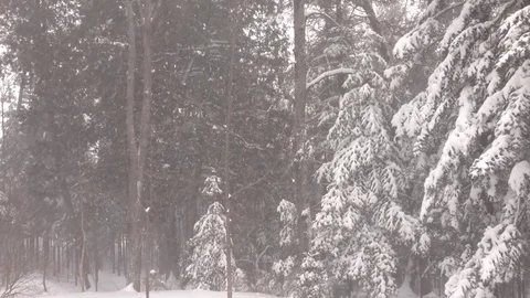 Snowing In Forest, Winter 库存影片 71587850