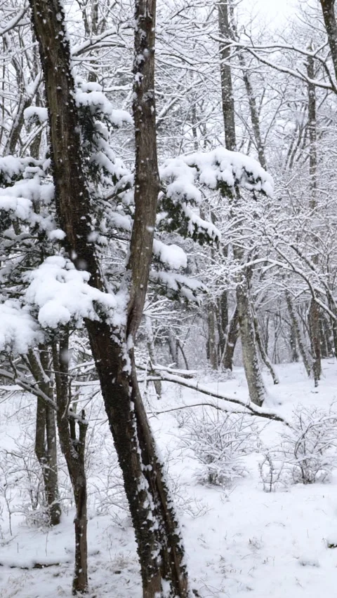 Snowing in a Forest in Winter (Vertical Slow Motion) 스톡 동영상 328389376